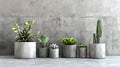 Assortment of Succulents and Cacti in Concrete Pots Against a Gray Wall. Modern Home Decor. Minimalist Style Indoor