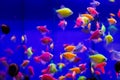 assortment of Ternetia Glofish in blue aquarium