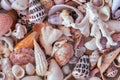 Assortment of Tropical Sea Shells