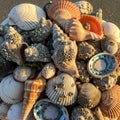 From white and tan to orange and black with some shells showing natural Royalty Free Stock Photo
