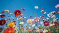 An assortment of vibrant blooming flowers with a blue sky background