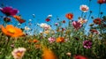 An assortment of vibrant blooming flowers with a blue sky background