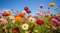 An assortment of vibrant blooming flowers with a blue sky background