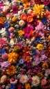 Assortment of vibrant flowers in full bloom Royalty Free Stock Photo