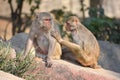 Assuring hands - Rhesus macaque monkeys having an intimate moment