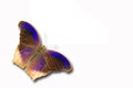 Assyrian purple butterfly Royalty Free Stock Photo