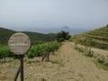 Assyrtiko winery vineyards in Greece