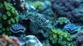 Ast a bustling reef a group of small bizarre creatures with striking geometric patterns on their bodies scurry across Royalty Free Stock Photo