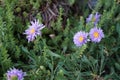 Aster alpinus, the alpine aster or blue alpine daisy, is a species of flowering plant in the family Asteraceae. Germany Royalty Free Stock Photo