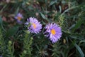 Aster alpinus, the alpine aster or blue alpine daisy, is a species of flowering plant in the family Asteraceae. Germany Royalty Free Stock Photo