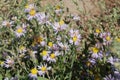 Aster alpinus or Alpine aster purple or lilac flower with a bee