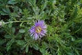 Aster alpinus, the alpine aster or blue alpine daisy, is a species of flowering plant in the family Asteraceae. Germany Royalty Free Stock Photo