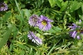 Aster alpinus, the alpine aster or blue alpine daisy, is a species of flowering plant in the family Asteraceae. Berlin, Germany Royalty Free Stock Photo