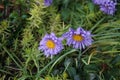 Aster alpinus, the alpine aster or blue alpine daisy, is a species of flowering plant in the family Asteraceae. Berlin, Germany Royalty Free Stock Photo