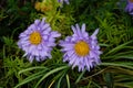 Aster alpinus, the alpine aster or blue alpine daisy, is a species of flowering plant in the family Asteraceae. Berlin, Germany Royalty Free Stock Photo