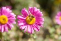 Aster alpinus is a caespitose herbaceous perennial Royalty Free Stock Photo