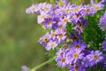 Aster Alpinus Flowers in warm sunlight