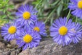 Aster alpinus purple violet flowers in bloom, Alpine aster flowering mountain plant Royalty Free Stock Photo