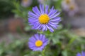 Aster alpinus purple violet flowers in bloom, Alpine aster flowering mountain plant Royalty Free Stock Photo