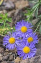 Aster alpinus purple violet flowers in bloom, Alpine aster flowering mountain plant Royalty Free Stock Photo