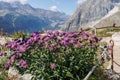 Aster Alpinus Small herbaceous, Spontaneous Perennial Plant of Alpine pastures belonging to the Asteraceae Family, the Alps