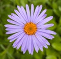 Aster altaicus in front of green grass