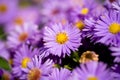Aster amellus Royalty Free Stock Photo
