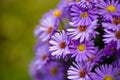 Aster amellus Royalty Free Stock Photo