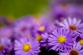 Aster amellus Royalty Free Stock Photo