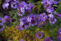 Aster amellus