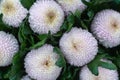 Aster amellus bush. Lush flowers. White and lilac blossom. Green flora background Royalty Free Stock Photo