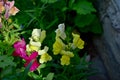 Snapdragon, Antirrhinum lat. AntirrhÃÂ ÃÂ ÃâÃÂ ÃâÃâÃÂ  herbaceous plants.