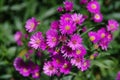 Aster amellus Daisy Royalty Free Stock Photo