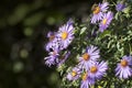 Aster amellus, the European Michaelmas-daisy, is a perennial herbaceous plant of the genus Aster.