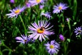 Aster amellus