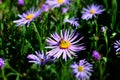 Aster amellus