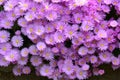 Aster amellus, the European Michaelmas-daisy Royalty Free Stock Photo