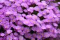 Aster amellus, the European Michaelmas-daisy Royalty Free Stock Photo