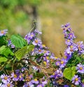 Aster amellus flower Royalty Free Stock Photo