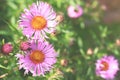 Aster amellus flowers on blurred background