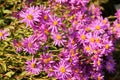 Aster amellus Royalty Free Stock Photo