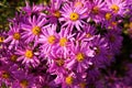 Aster amellus Royalty Free Stock Photo