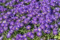 Aster amellus `Veilchenkonigin` Royalty Free Stock Photo