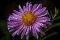 Aster (Asteraceae) (Generative AI)