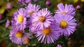 Aster Autumn Flowers Royalty Free Stock Photo