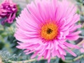 Aster Autumn Flowers Art Design, New England Aster Symphyotrichum novae-angliae in garden, Pink and violet aster autumn flowers Royalty Free Stock Photo