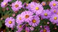 Aster Autumn Flowers Royalty Free Stock Photo