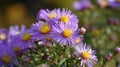 Aster Autumn Flowers Royalty Free Stock Photo