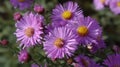 Aster Autumn Flowers Royalty Free Stock Photo