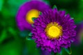 Aster Autumn Flowers close up. Royalty Free Stock Photo